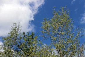 green crowns of trees against the sky with white clouds