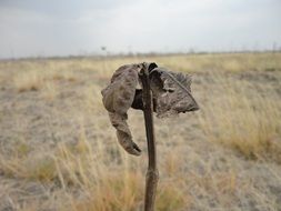 dry tree on the field
