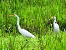 Great Egret on green grass