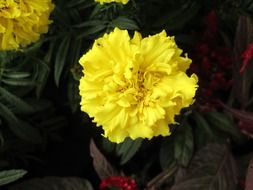 Closeup photo of Yellow chrysanthemum flower