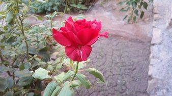 Red rose flower