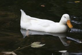 White duck on water