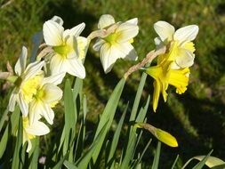 white daffodils are growing in the greenhouse