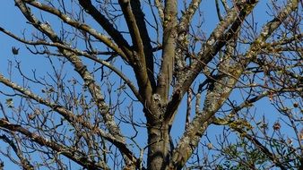 top of old mossy bare tree at blue sky