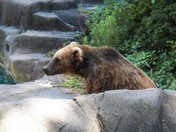 strong brown bear in a wildlife park