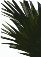 Green leaves clipart