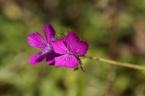 red campion flowers