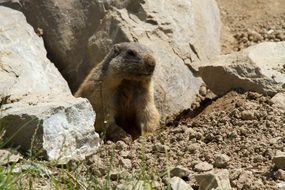 alpine marmot sitting between stones