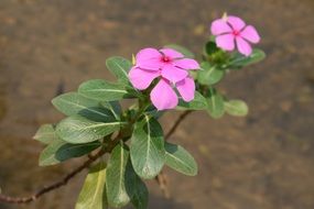 Pink flowers on green branch