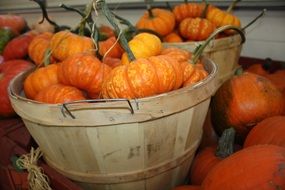 orange pumpkin harvest mid autumn