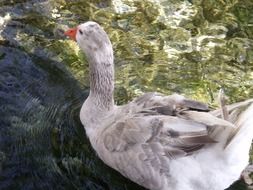 white duck in clear water