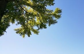 tree branch with green leaves on a background of blue sky