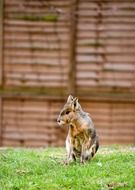 cute animal on green grass