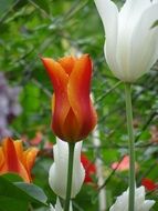 nice tulips in the garden