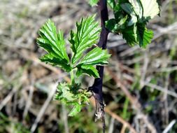 green leaves of blackberry