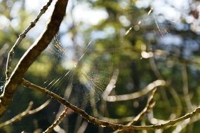 cobweb autumn on a blurred background