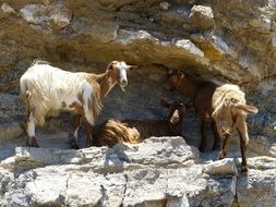 goats on the mountain
