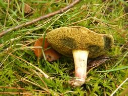 maroner mushroom in a forest