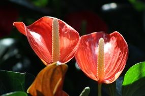 red calla blossoms