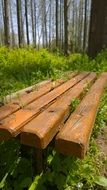 wooden bench in the thickets of green forest