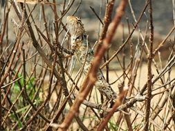 reptile animal wild portrait