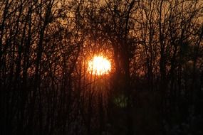 branches evening sun sunset