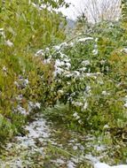 snow on broken trees in the forest