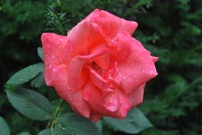 red rose in garden after rain