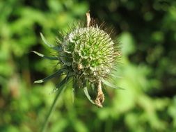 scabiosa columbaria closeup on a blurred background