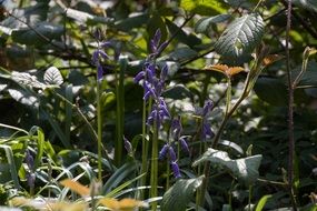 blue bells are wildflowers
