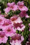 pink mallow flowers in the garden