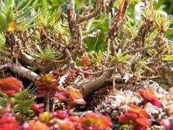 wonderful dry plant