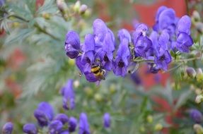 Bee on a Purple spring flowers