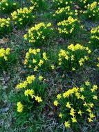 bushes of yellow daffodils in a flower bed