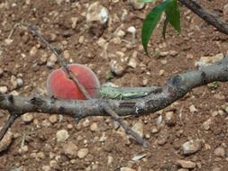 grasshopper on peach tree branch