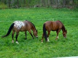 horses graze in a green meadow