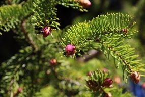 coniferous flowers