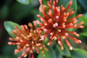 exotic flower close-up on blurred background