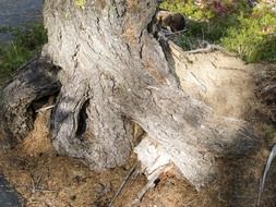 big tree root