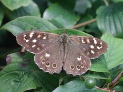 speckled brown butterfly among green leaves