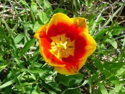 flower of spring nature