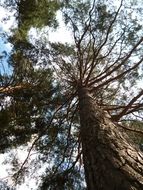 pine in the forest