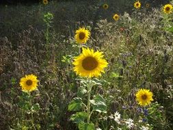 sunflowers blooming on meadow
