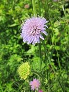 scabiosa columbaria wildflower in summer