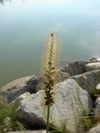 fluffy oval flower