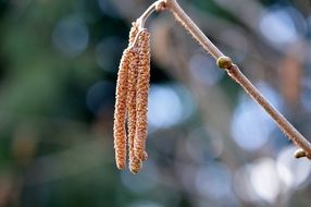 brown catkins on twig