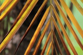 autumn leaves colorful close-up on blurred background