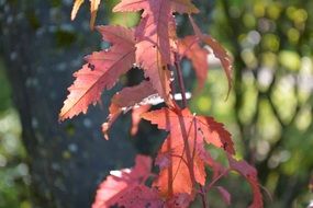 red autumn leaves of a plant