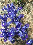bright blue spring flowers on dry grass