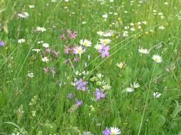 meadow daisies among green grass